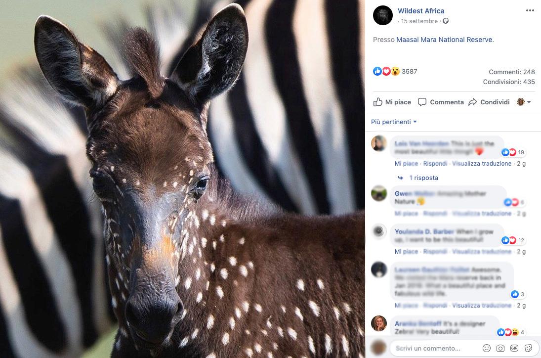 La zebra a pois esiste davvero: eccola - Radio 105, image size:1095x724