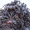 Tarantole Fritte