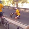 Il ciclista e il koala