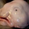 Pesce Blob