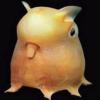Dumbo Octopus