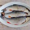 Pesce