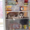 In frigo