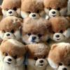  In mezzo ai peluches