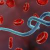 Il virus ebola