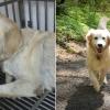 Da cane maltrattato a cane amato