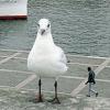 Un gabbiano gigante… 