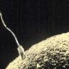 A che velocità “viaggia” uno spermatozoo umano?