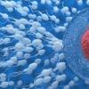 Quanto sopravvivono gli spermatozoi dopo l’eiaculazione?