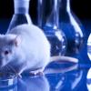 1. Ci sono farmaci che non vengono testati sugli animali