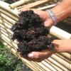 Nel compost
