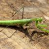 1.	Mantide religiosa.