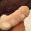Si vede benissimo che è un cane....o forse no?