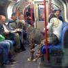 Il cagnolone gigante