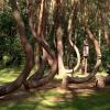 Crooked Forest