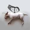 Butterfly Jimmy!