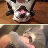 Le coccole