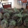 Comprare 107$ di uva può non essere una buona idea