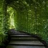  Un bellissimo tunnel nel verde