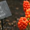 Arum Italicum