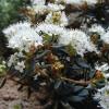Ledum Palustre