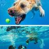 Il cane sott’acqua.