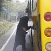 Ecco un orso che saluta la comitiva di turisti