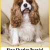 King Charles Spaniel