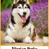 Siberian Husky