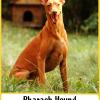 Pharaoh Hound