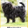 Affenpinscher