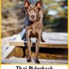 Thai Ridgeback