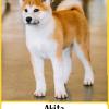 Akita