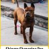 Chinese Chongquing Dog