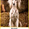 Saluki