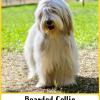 Bearded Collie