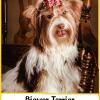 Biewer Terrier