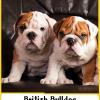 British Bulldog