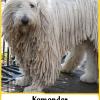 Komondor