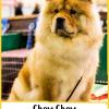 Chow Chow