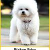 Bichon Frise