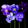 Viola mammola