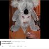 Maschera da koala