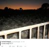 Gregge al tramonto