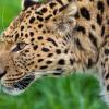 2) Leopardo di Amur