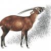 3) Saola