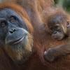 7) Orango di Sumatra