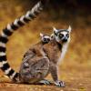 8) Lemure del Madagascar