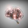 2. Diversa fisiologia cerebrale