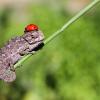 Che dire di questo piccolo camaleonte con una coccinella in testa? Bellissimo!